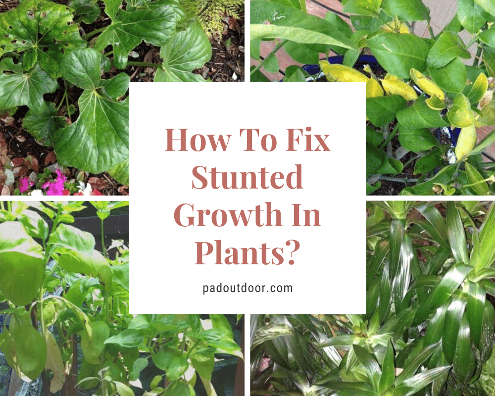 How To Fix Stunted Growth In Plants Pad Outdoor