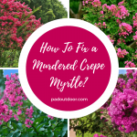 How To Fix a Murdered Crepe Myrtle? How To Fix a Murdered Crepe Myrtle?