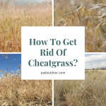How To Get Rid Of Cheatgrass?