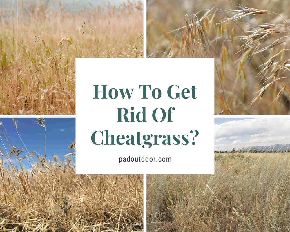 How To Get Rid Of Cheatgrass? | Pad Outdoor