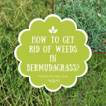 How To Get Rid Of Weeds In Bermudagrass?
