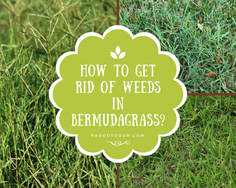 How To Get Rid Of Weeds In Bermudagrass? Pad Outdoor