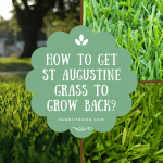 How To Get St Augustine Grass To Grow Back?