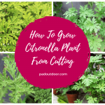 How To Grow Citronella Plant From Cutting (A Quick Guide)