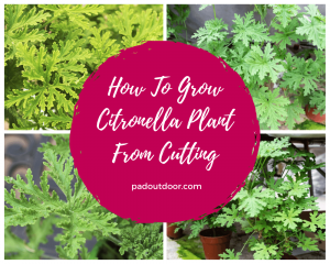 How To Grow Citronella Plant From Cutting?