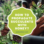 How To Propagate Succulents With Honey?
