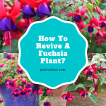 How To Revive A Fuchsia Plant From Dehydration?