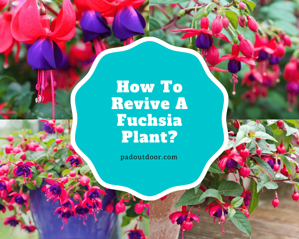 How To Revive A Fuchsia Plant | Pad Outdoor