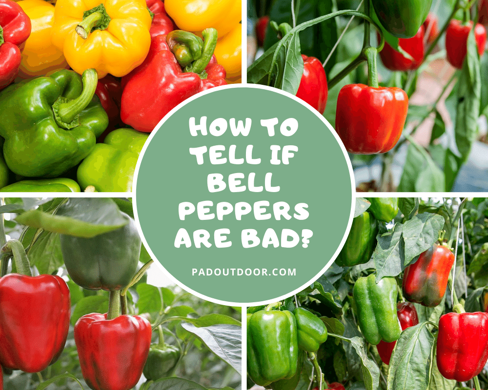 How To Tell If Bell Peppers Are Bad? | Pad Outdoor