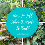 How To Tell When Broccoli Is Bad?