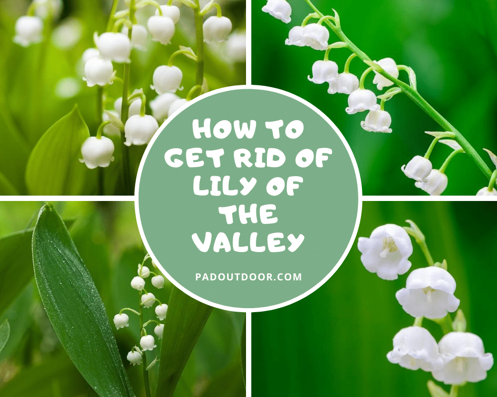 How To Get Rid Of Lily Of The Valley