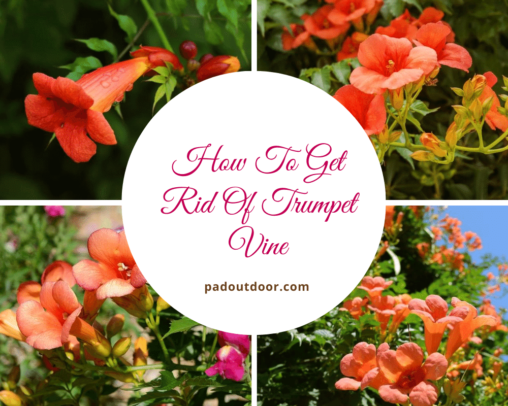 How To Get Rid Of Trumpet Vine