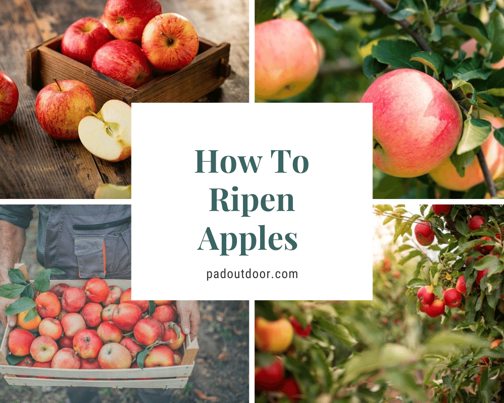 How To Ripen Apples? (Faster)