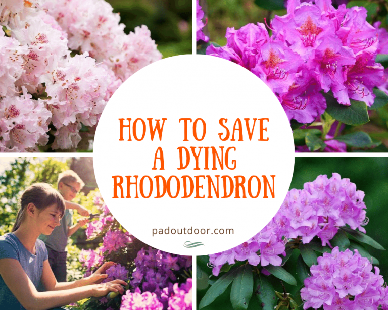 How To Save A Dying Rhododendron Plant