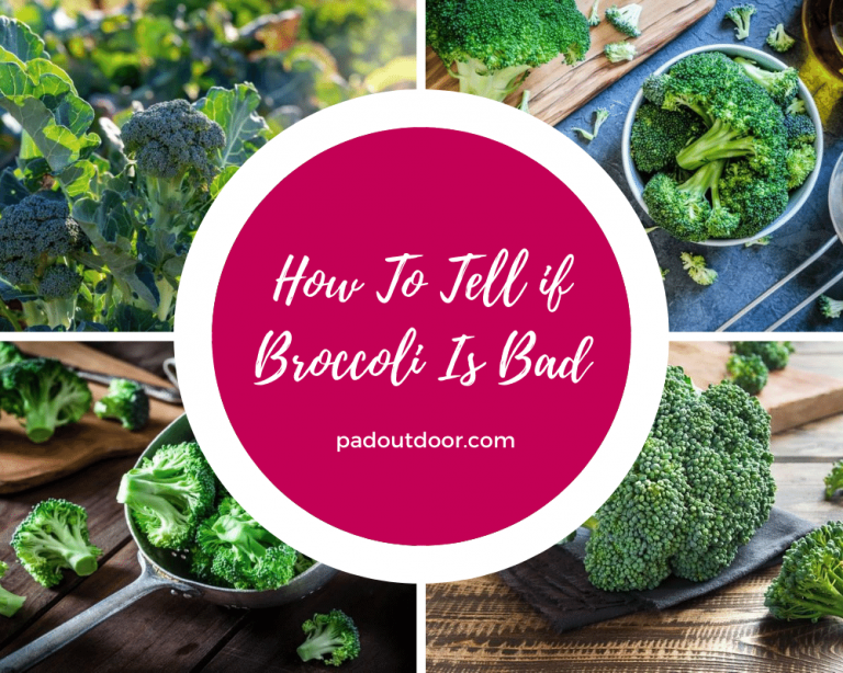 How To Tell If Broccoli Is Bad? (3 Indicators) Pad Outdoor