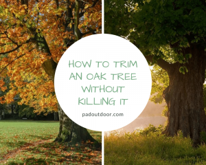 How To Trim An Oak Tree Without Killing It