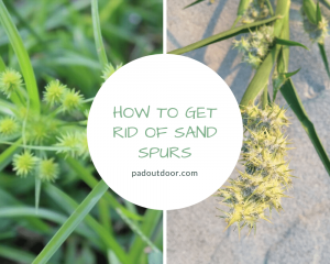 How To Get Rid Of Sand Spurs