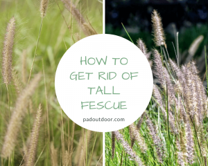 How To Get Rid Of Tall Fescue
