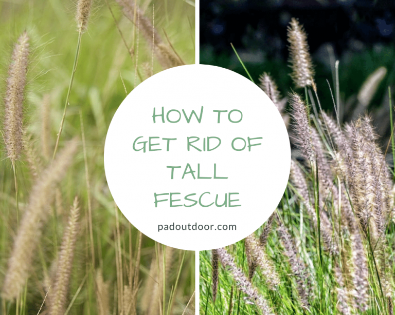 How To Get Rid Of Tall Fescue (Step-by-Step) | Pad Outdoor