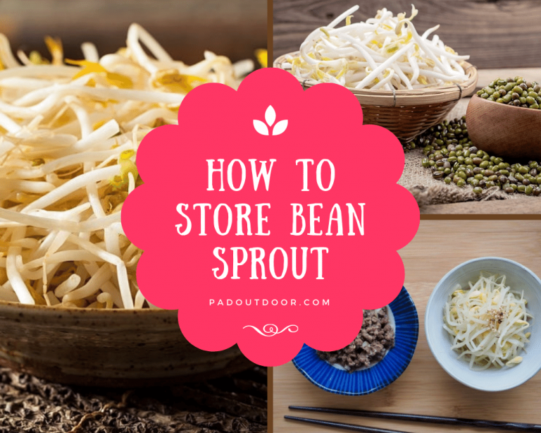 How To Store Bean Sprouts Effectively (Expert Tips) Pad Outdoor