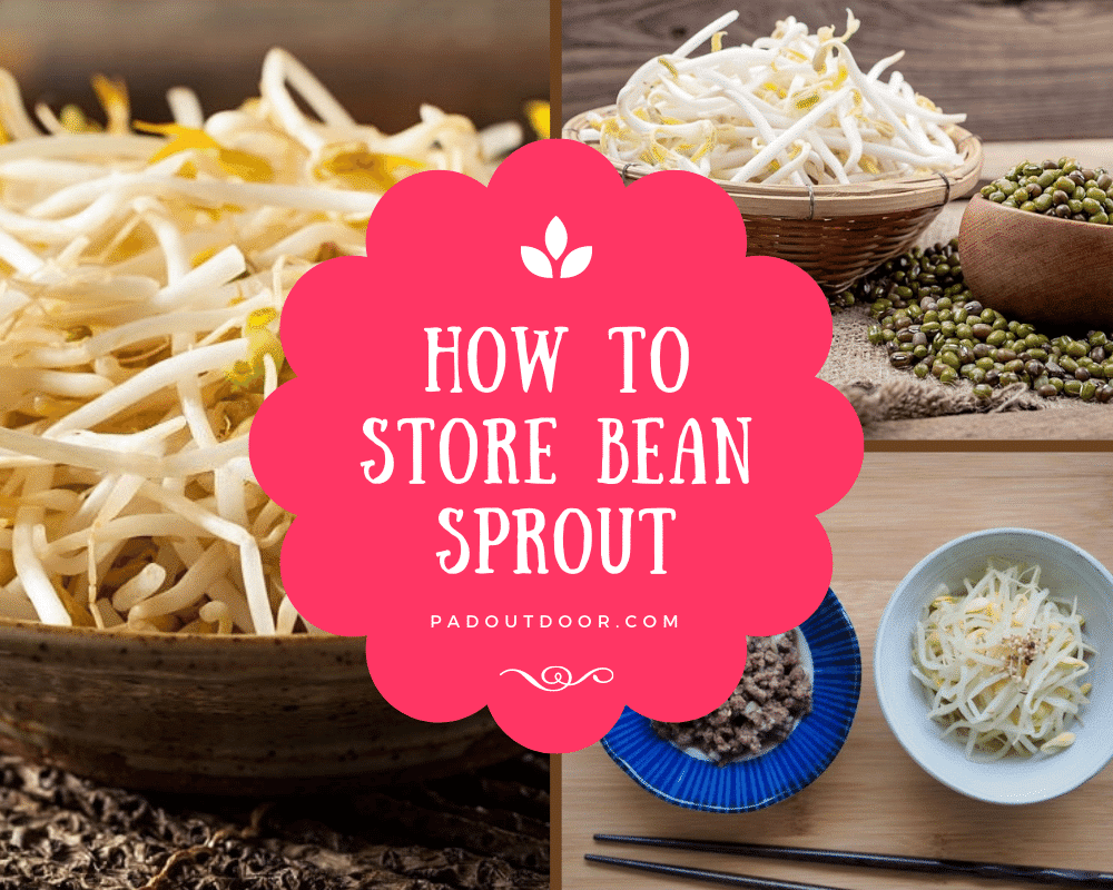How To Store Bean Sprouts