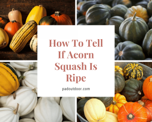 How To Tell If Acorn Squash Is Ripe