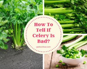 How To Tell If Celery Is Bad?