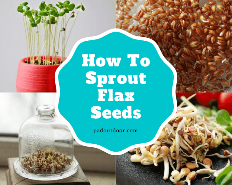 How To Sprout Flax Seeds? | Pad Outdoor