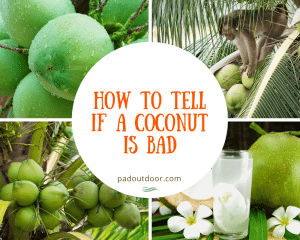 How To Tell If A Coconut Is Bad