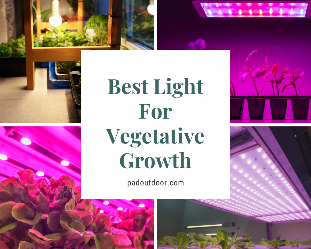 Best Light For Vegetative Growth