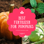 The Best Fertilizer For Pumpkins - Affordable And Effective